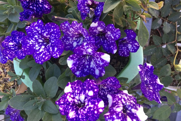 矮牽牛花期是什么時候