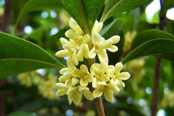 桂花種子