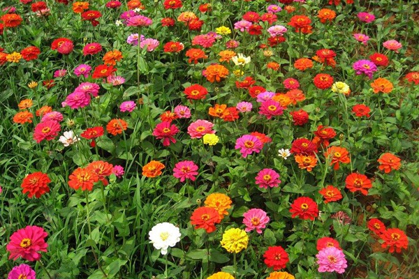 百日草花期幾月份，持續多久