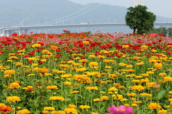 百日草花期幾月份，持續多久