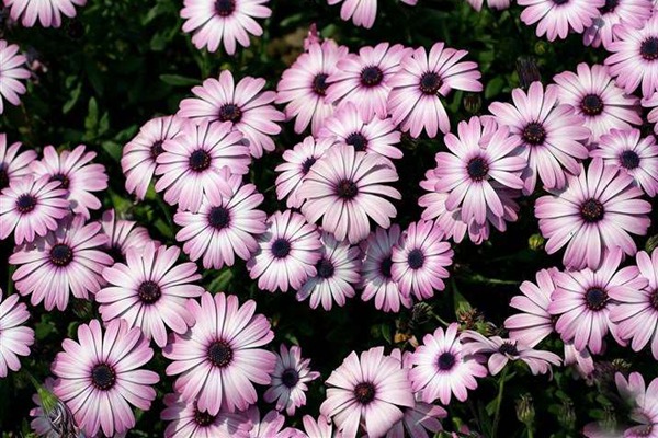 南非萬壽菊種子的種植方法以及養護