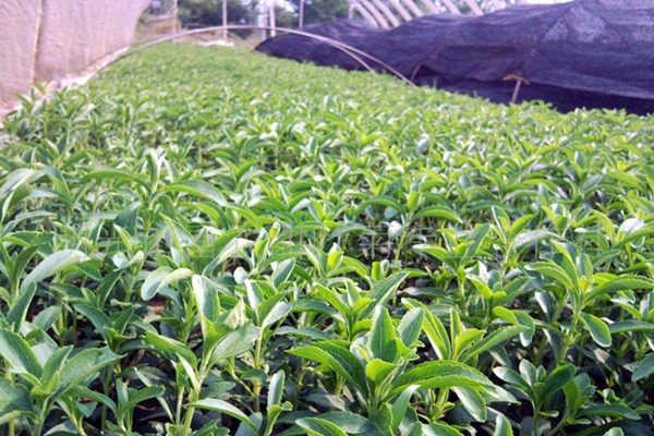 甜葉菊如何食用，怎么吃