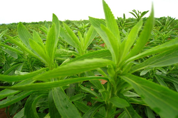 甜葉菊如何食用，怎么吃