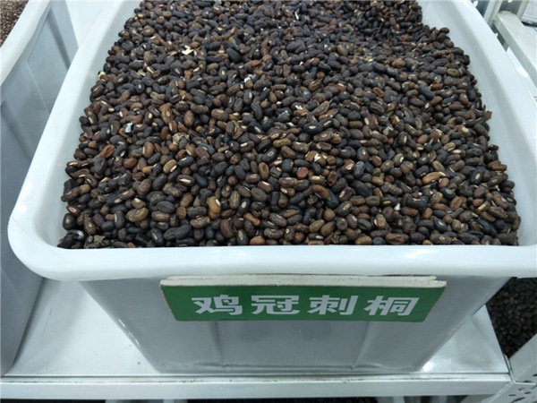 雞冠刺桐種子
