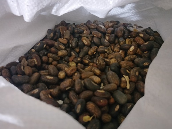雞冠刺桐種子