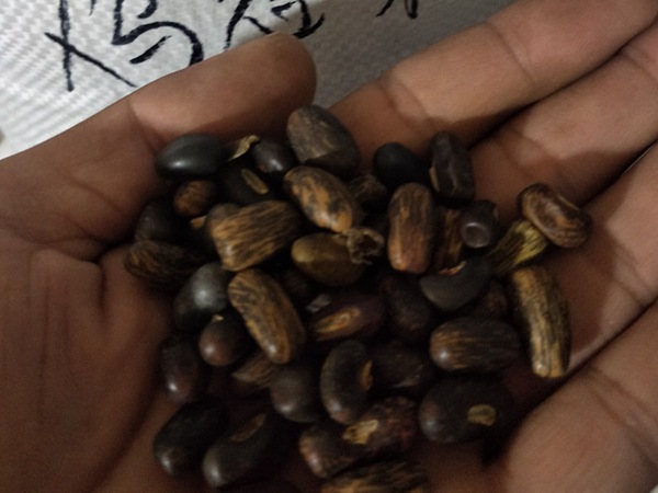 雞冠刺桐種子