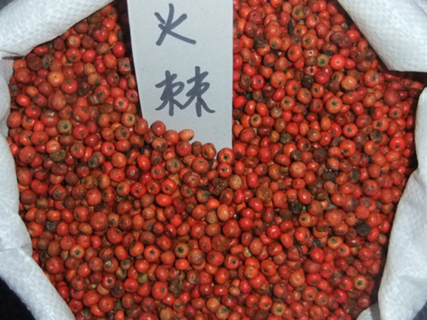 火棘種子