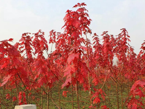 美國紅楓種子