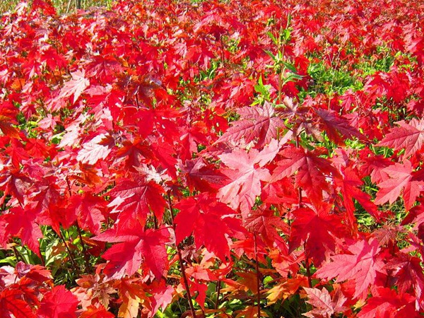 美國紅楓種子