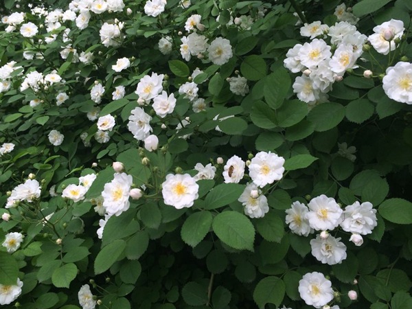 薔薇種子