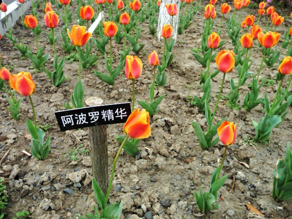 阿波羅精華