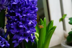風信子花期能夠持續多長時間