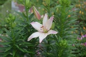 舒適的華爾茲