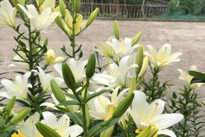 不同顏色百合花的花語和寓意