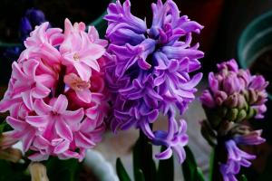 讓風信子快速生根的方法