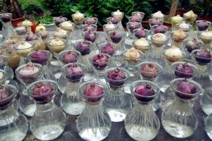 風信子最佳的水培時間是幾月份