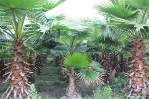 【老人葵種子】老人葵種子價格及種植方法