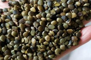 【巨紫荊種子】巨紫荊種子價格_育苗技術