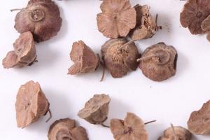 馬甲子種子價格及育苗種植技術
