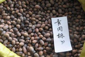 青岡櫟種子圖片_批發價格_種植方法