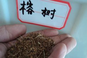 榕樹種子播種方法（榕樹育苗方法）