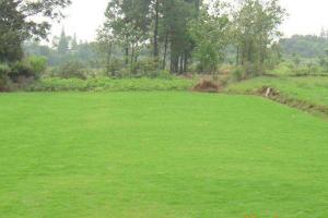 百慕大和狗牙根之間的區別