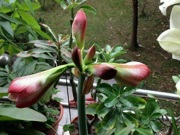 蘋果花