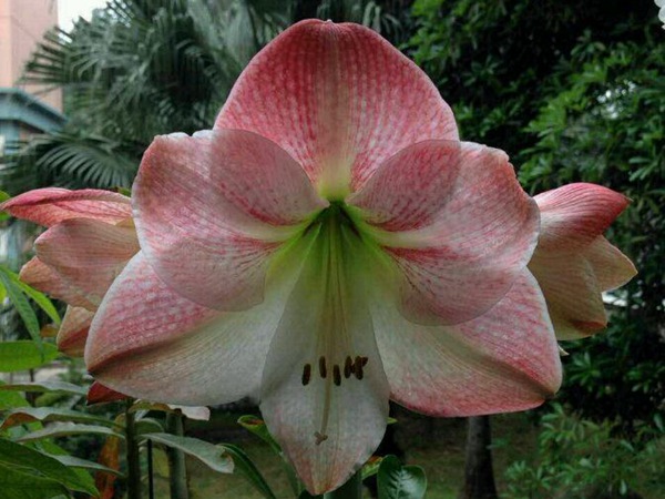 蘋果花