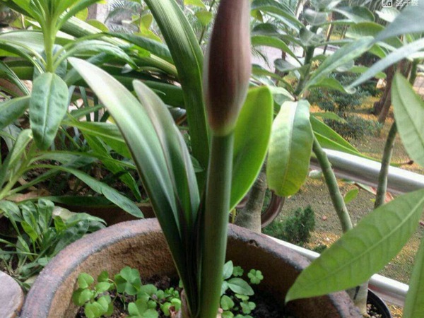蘋果花