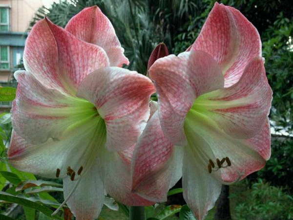 蘋果花