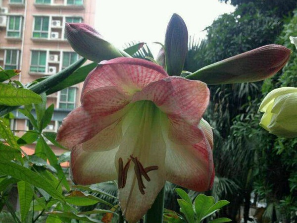 蘋果花