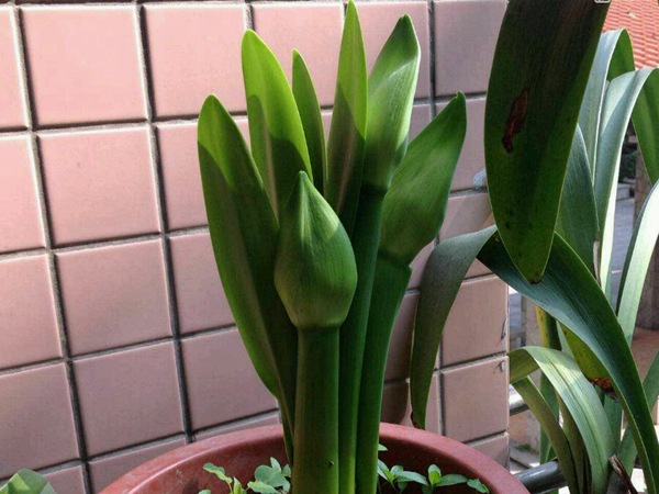 蘋果花