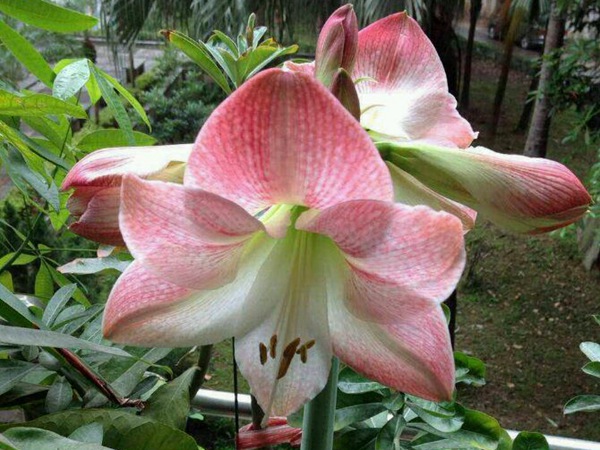 蘋果花