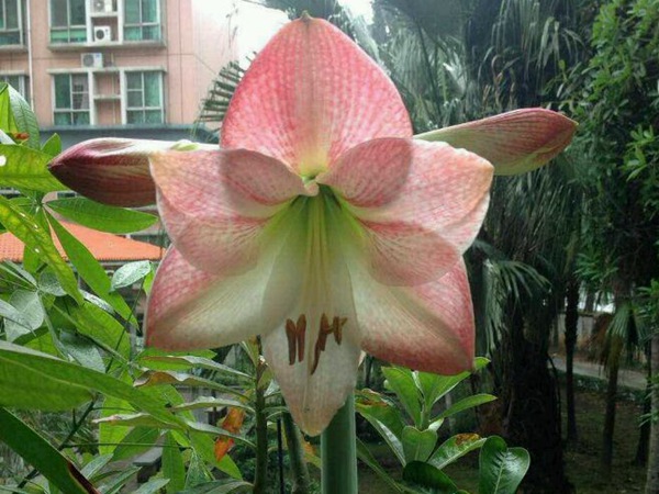 蘋果花