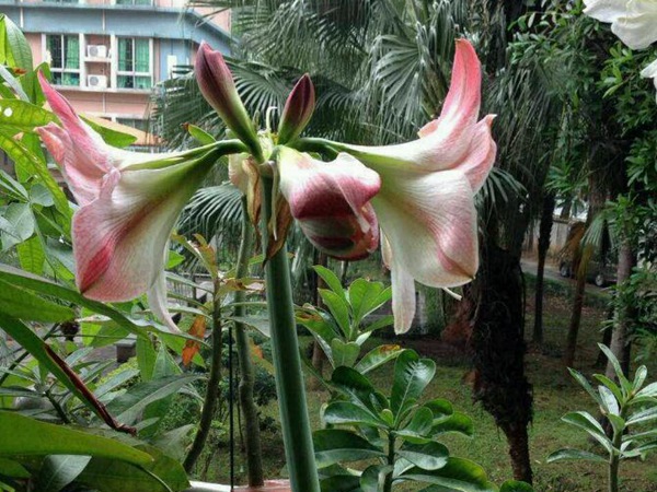 蘋果花