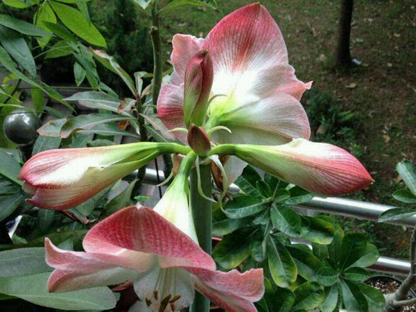 蘋果花