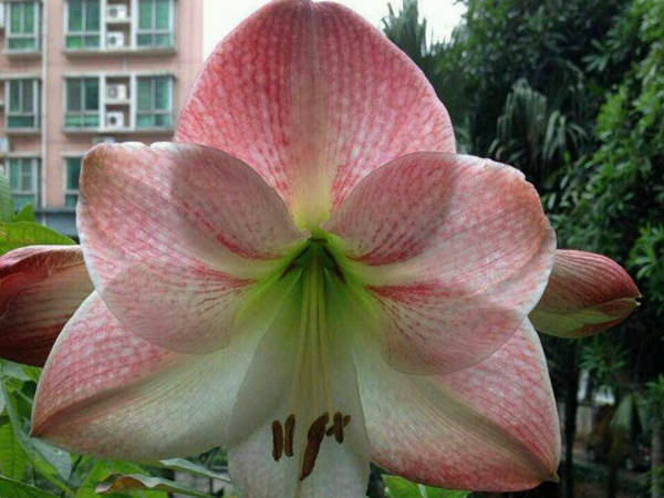 蘋果花