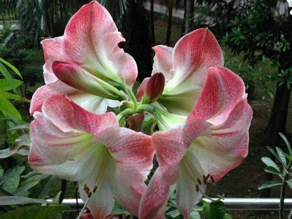 蘋果花
