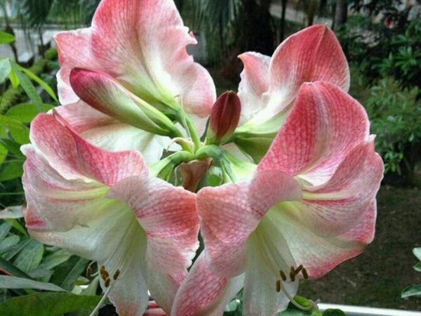蘋果花