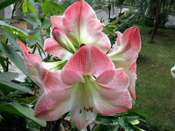 蘋果花