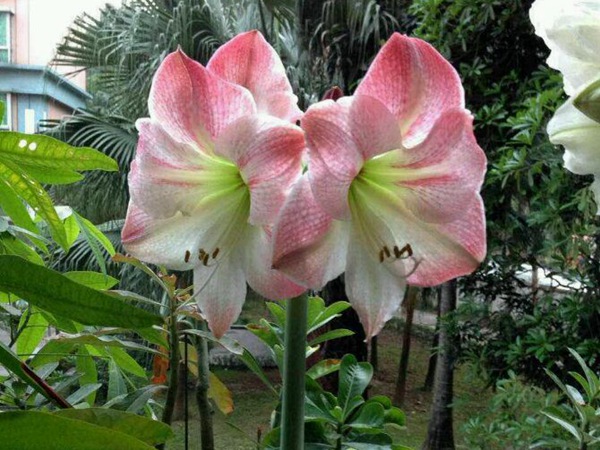 蘋果花