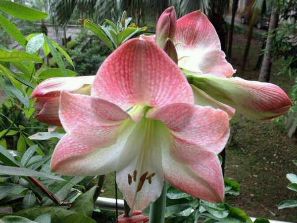 蘋果花