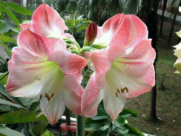 蘋果花