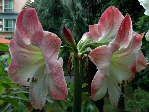 蘋果花