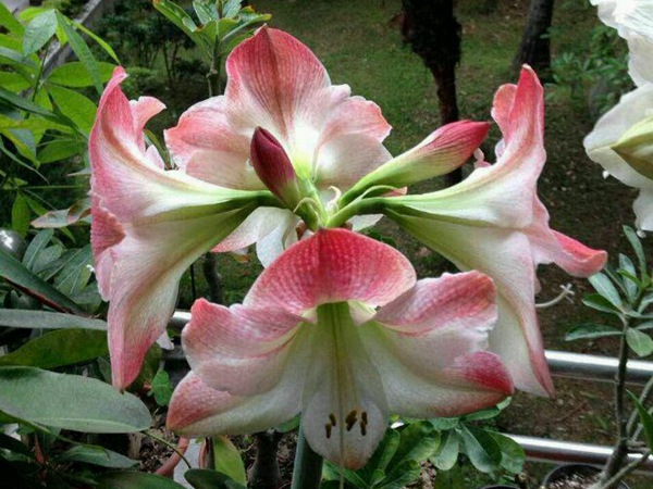 蘋果花