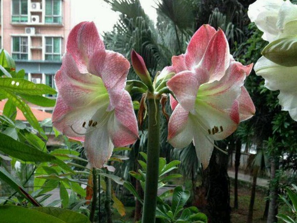 蘋果花