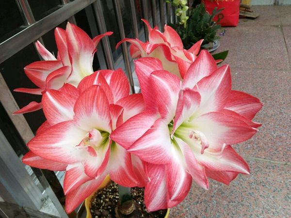 花孔雀