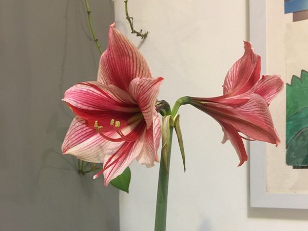 花瓶