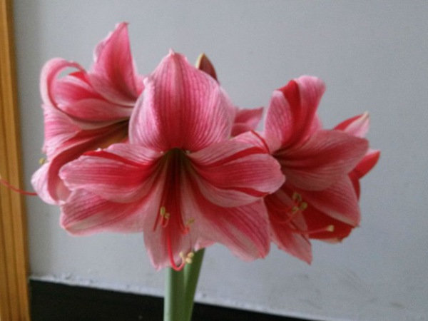 花瓶