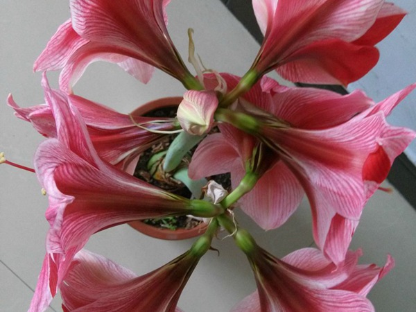 花瓶